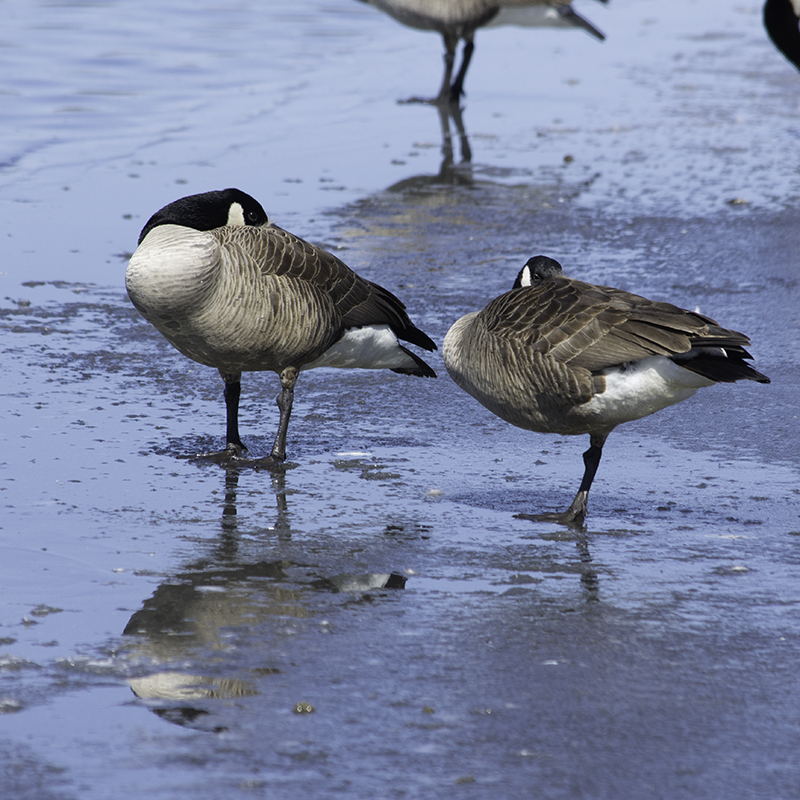 A Canada Geese couple rest together on thin ice