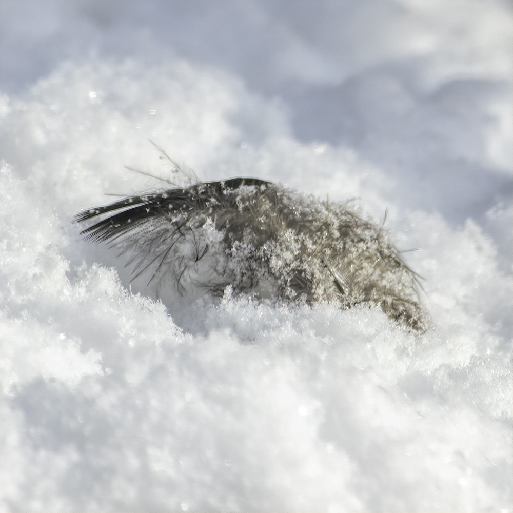 A bird's feather left behind in the snow