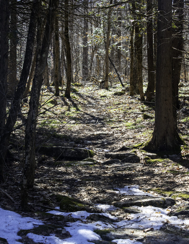 In 2025: first forest hike in the sun's warmth
