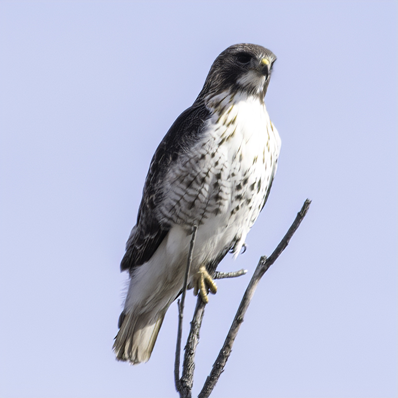 A red-tail hawk stares down from her perch