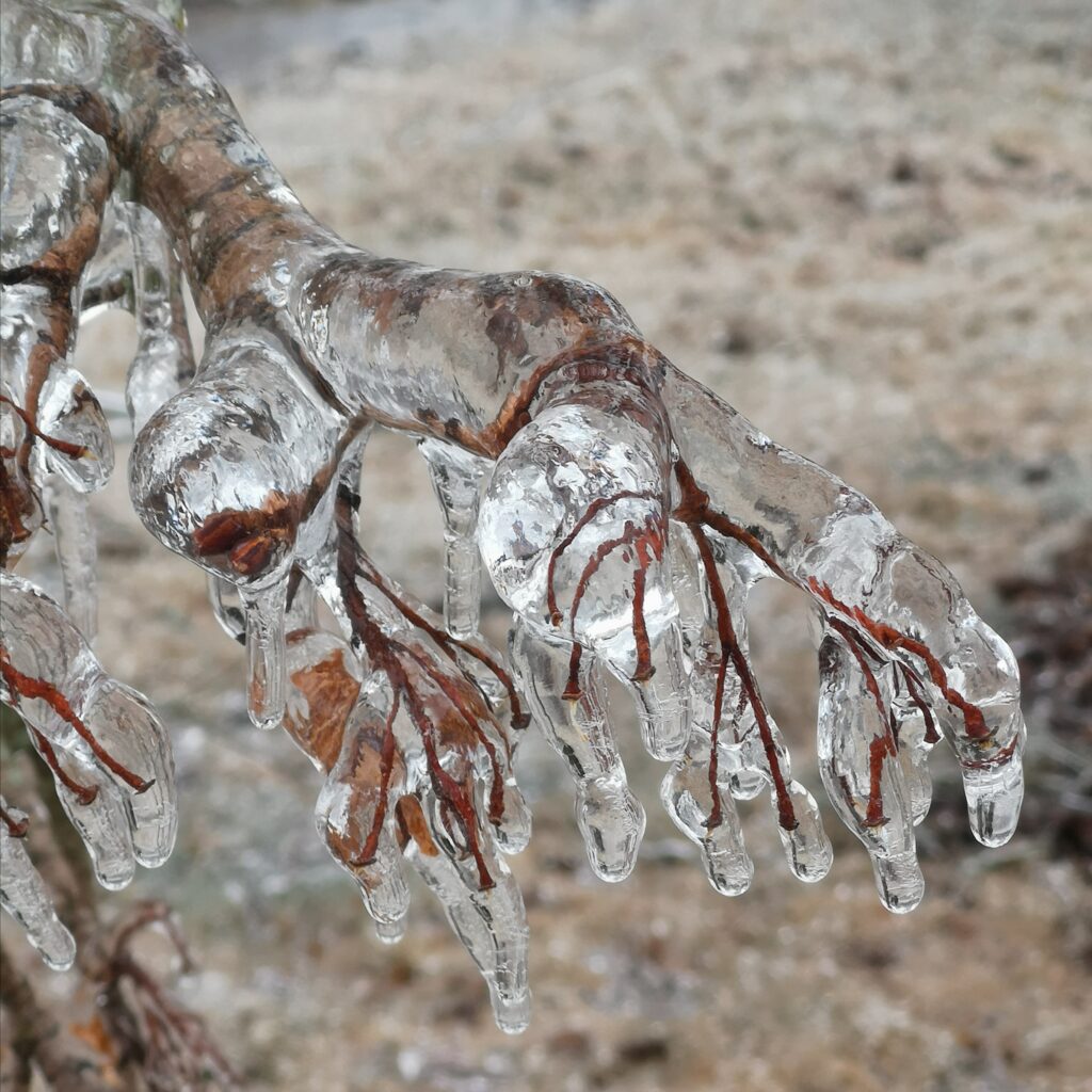 A coat of ice grows thick as the ice storm continues