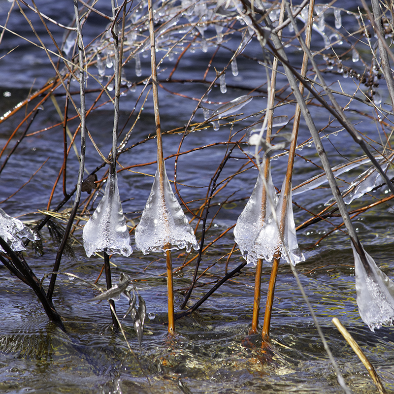 Ice forming fins on water grass in April