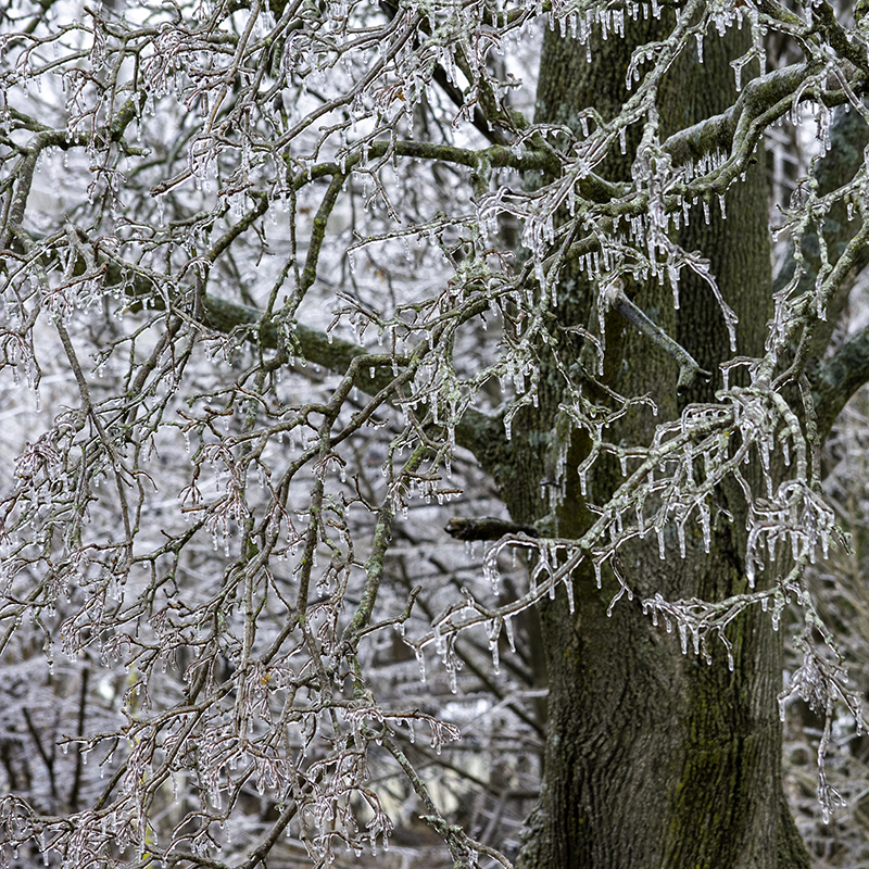 A coating of ice on tree branches