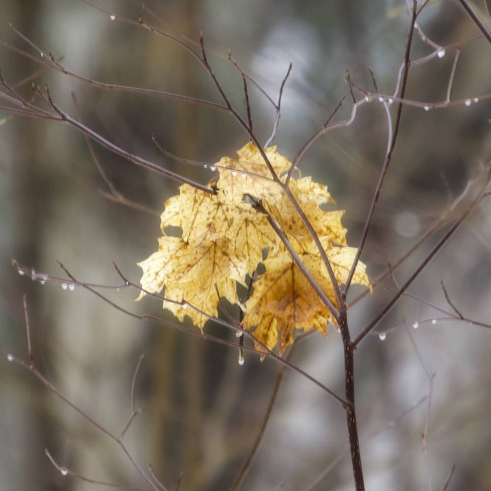 Last year's maple leaves clinging in a cluster to a branch