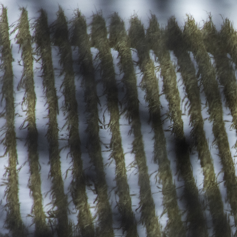 A farm field of last year's corn rows through a veil of leafless trees