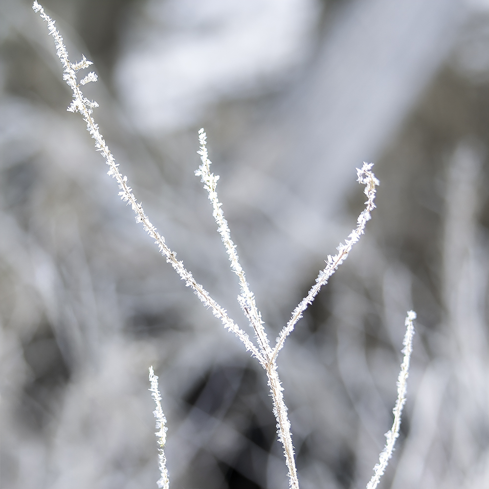 Last Year’s Whispers