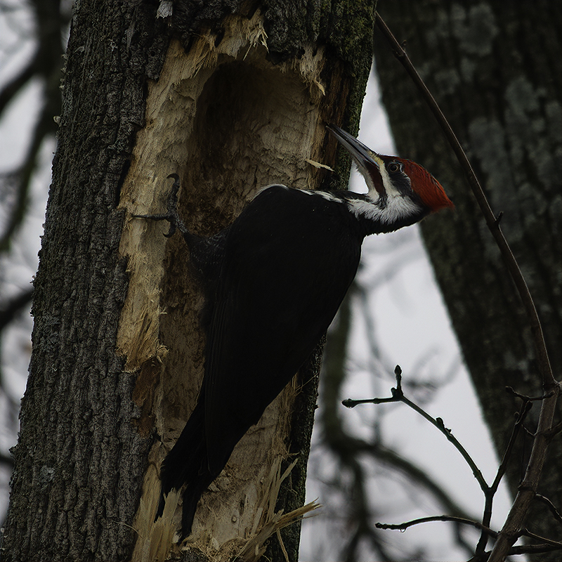 A pileated woodpecker destroys a tree while foraging
