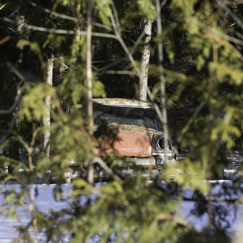 An old car trapped forever in the forest