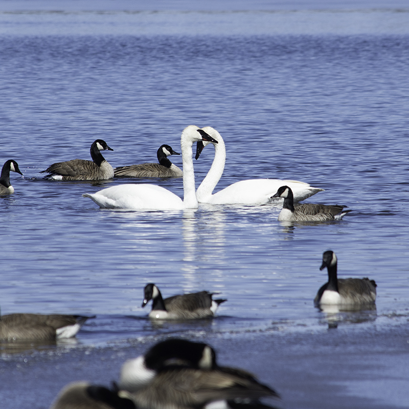 Swans and geese gather near an edge of ice