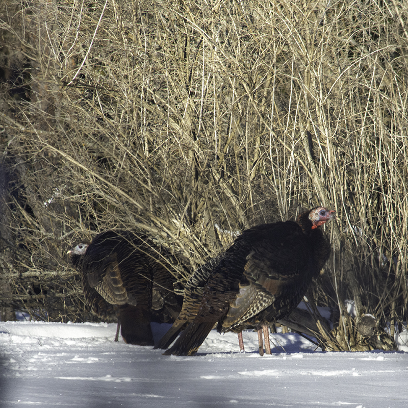 Wild turkeys standing on a thawing ice pack in search of food