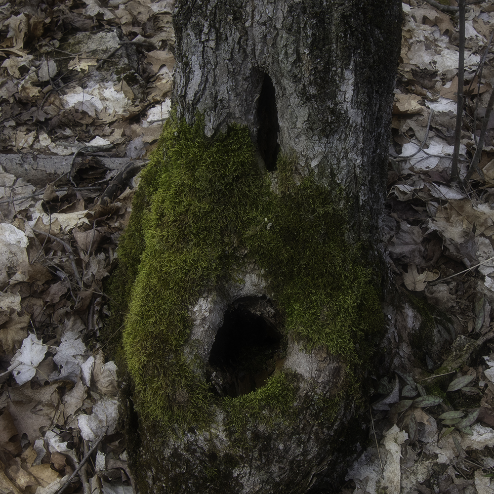 Over time, damaged trees turn into hiding places