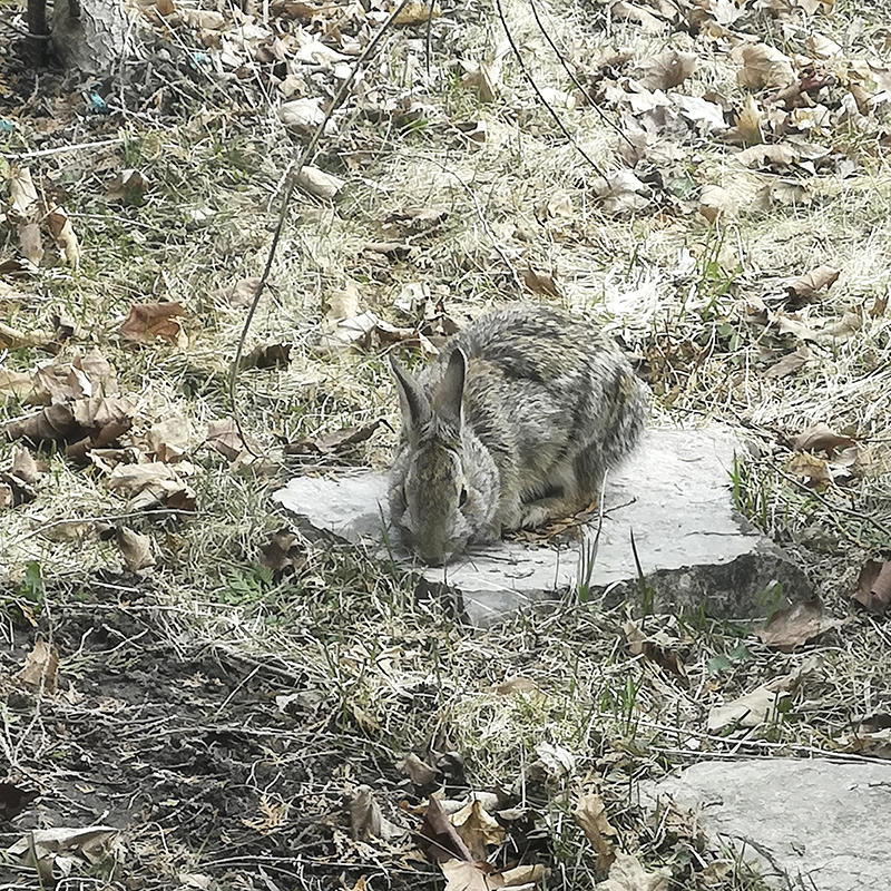 Rabbit eating bird food