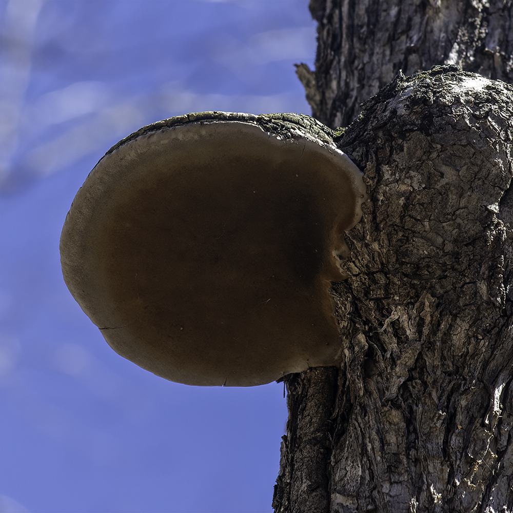 A bracket fungus with a lengthy tree attachment