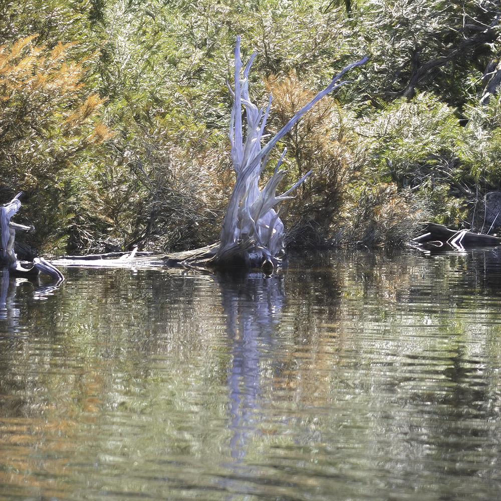 A tree dead for longer than we know bleached white and shining in the sun