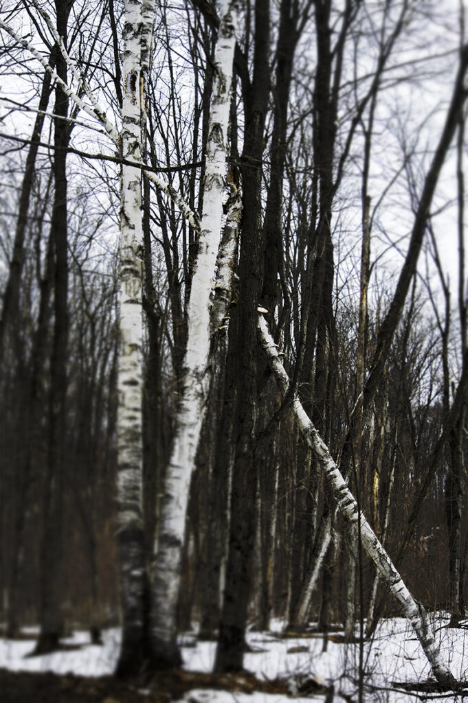A giant white birch fallen into the arms of a neighbouring tree