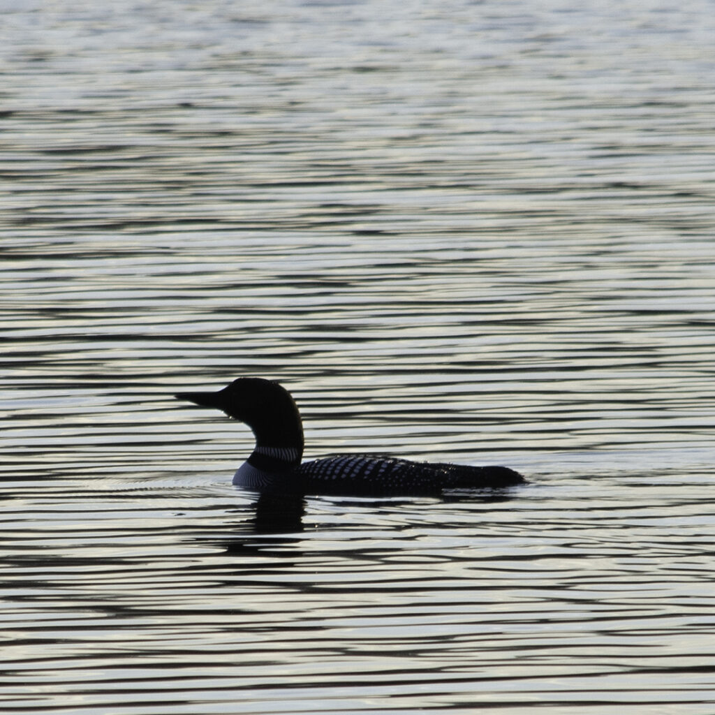 Our first loon sighting of the season. They return, again and again.