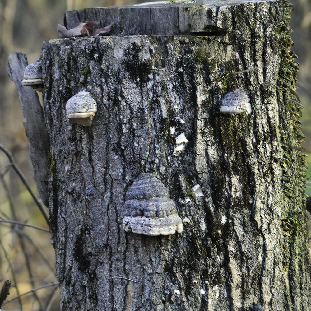 A long-dead tree with fungus growth that looks like a face