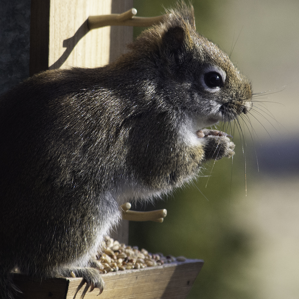 A squirrel, grabbing a quick bite