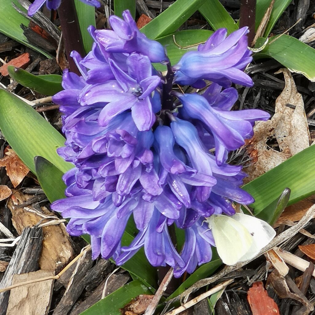 A purple hyacinth - early Spring blooms!