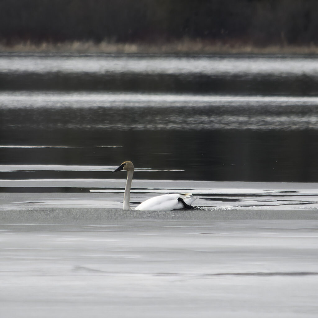 A single swan breaks a path through the weakening ice
