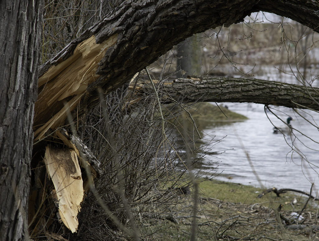 A gentle giant chopped down by ice