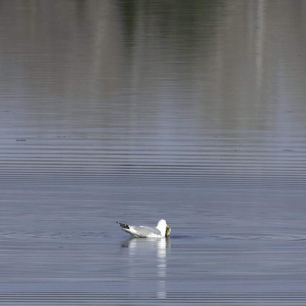 A seagull quietly surfaces with a fish