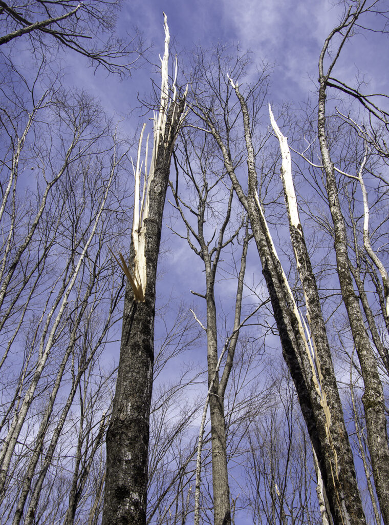 Trees decapitated by ice