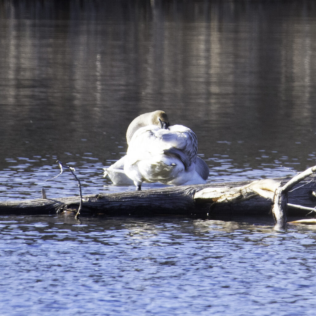 Two swans so close they look more like one