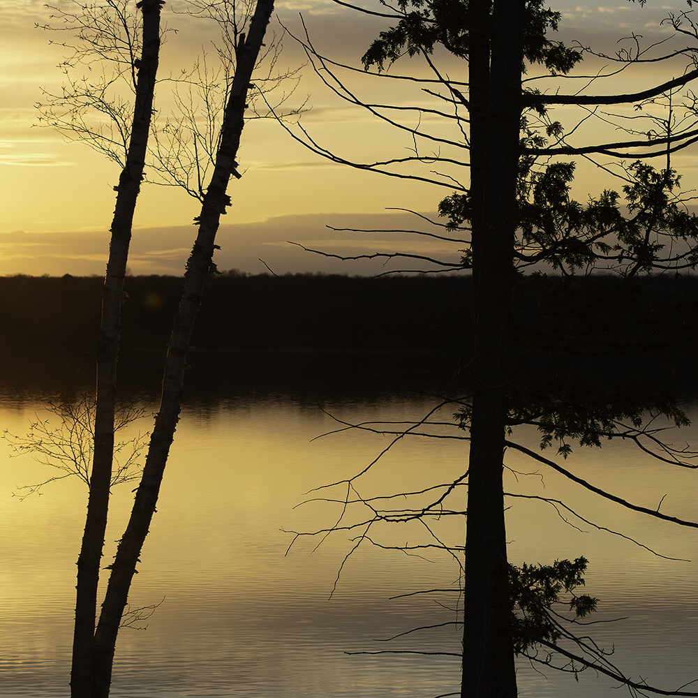 Emerging life in silhouette of a setting sun 