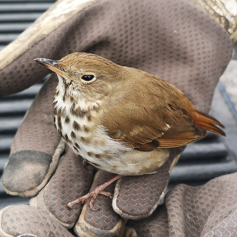 A wood thrush 