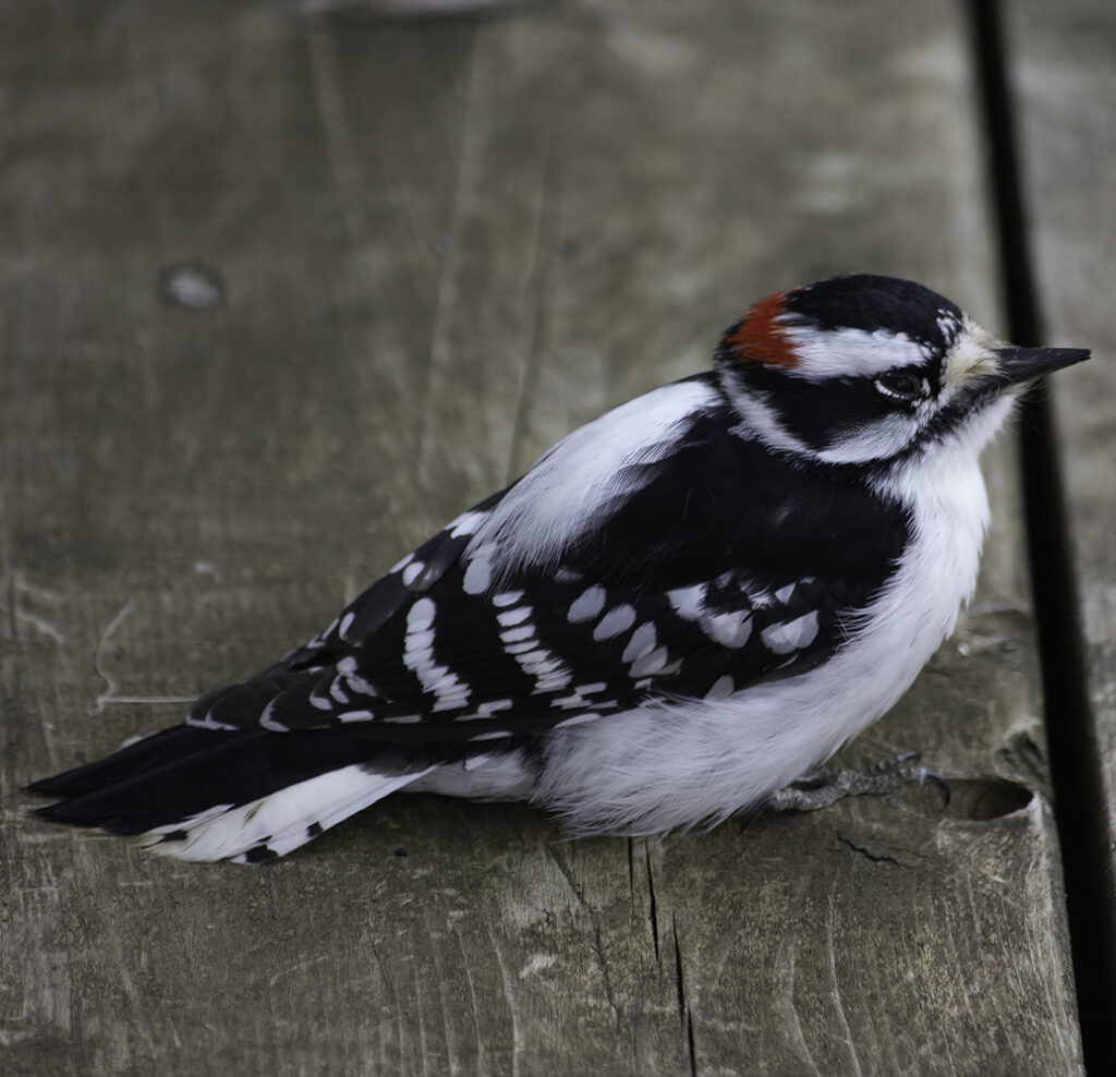 A downy woodpecker sits quietly to recover from the sudden blow.
