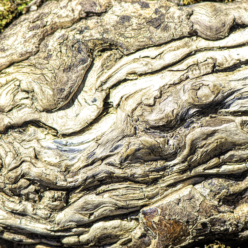 The story left behind on a long dead tree