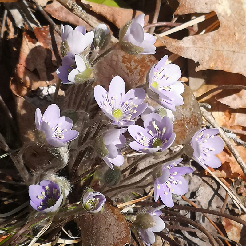 Turning to the Light