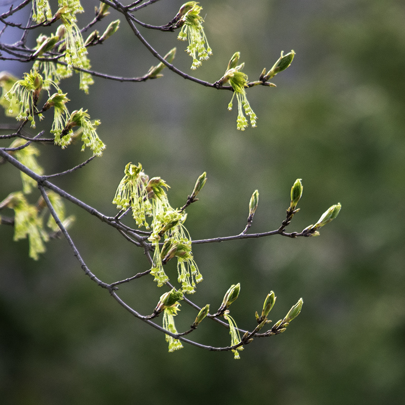 Maple Flowers