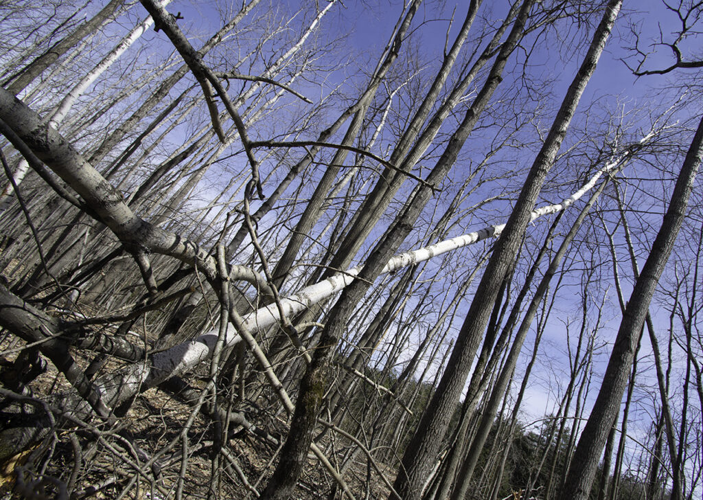 A fallen birch is held and supported by her surrounding tree community