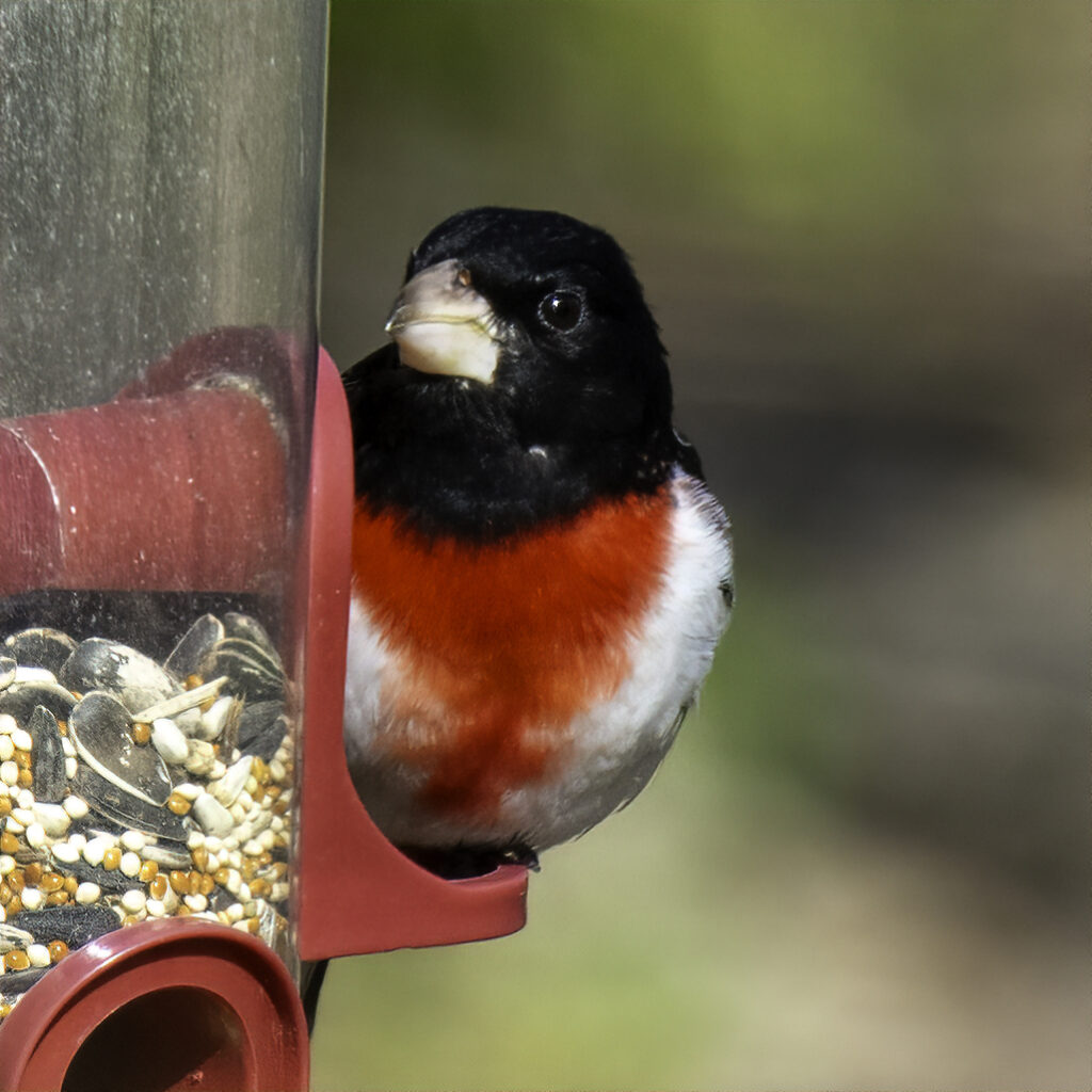 A rose-breasted grosbeak stopped feeding to look me in the eye