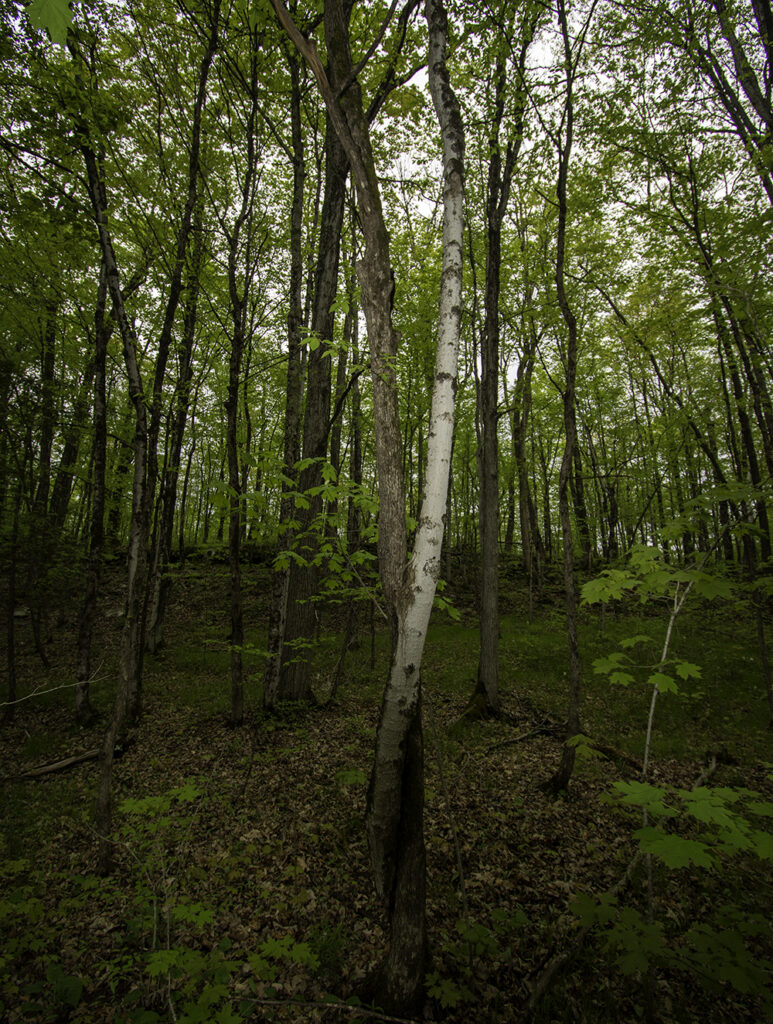 Two trees, different species, growing together intertwined