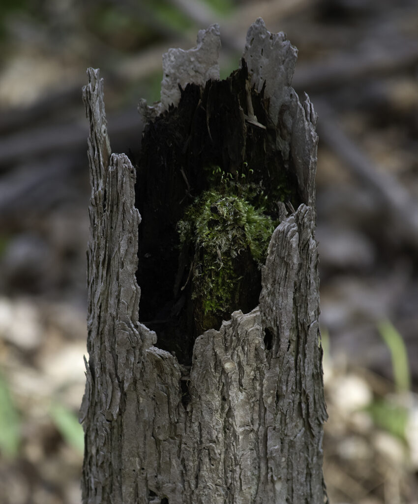 New life emerges in the hollow of an dead tree