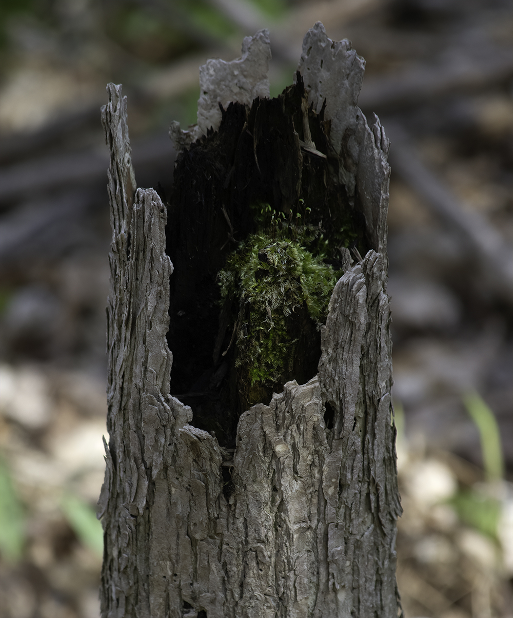 Tree Home