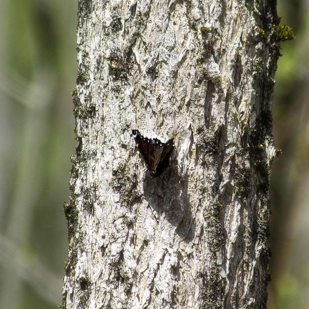 An early spring butterfly on a tree