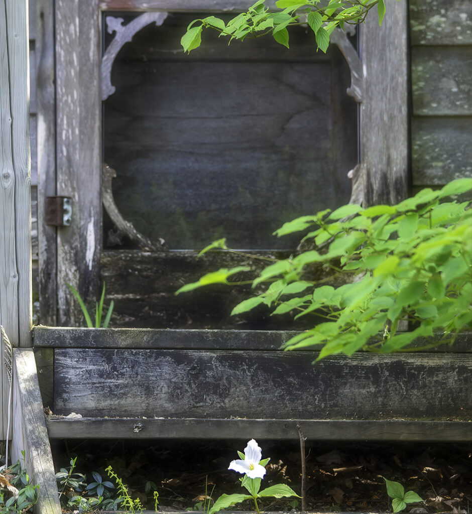 Abandoned doorway A singular trillium grow in front of an abandoned doorway