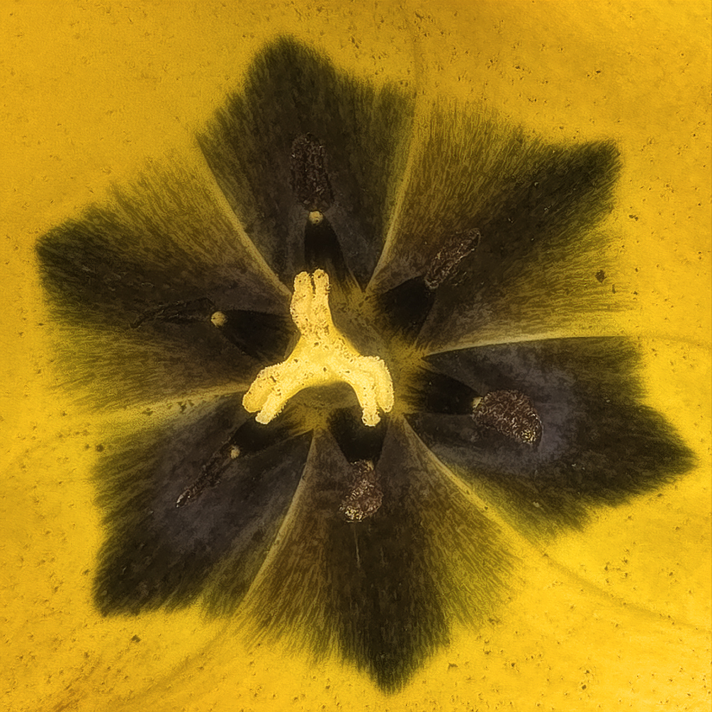 The darker heart of a yellow tulip