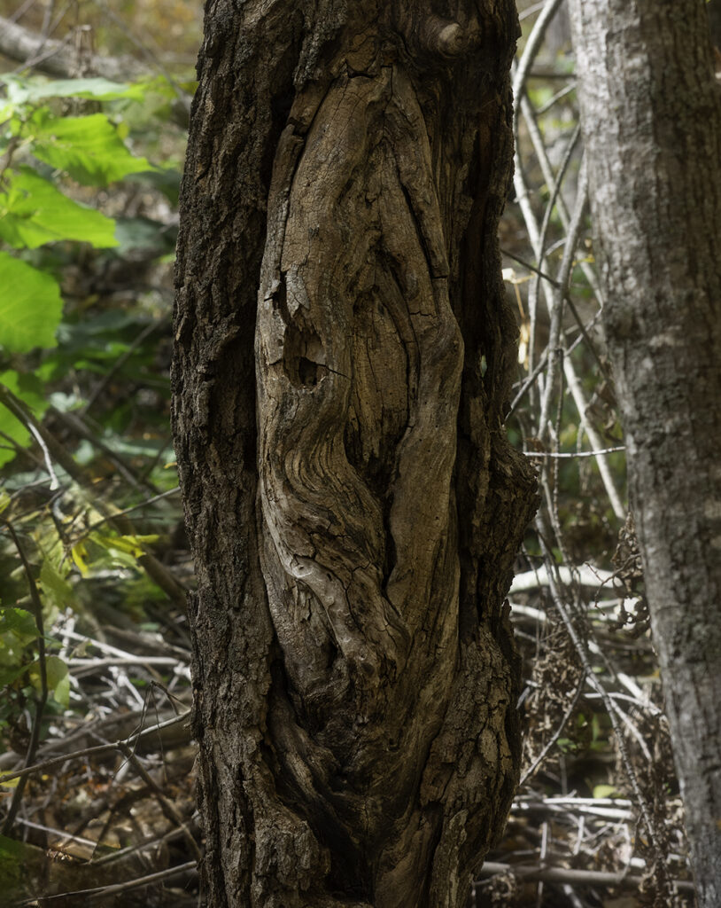 A tree's open scar