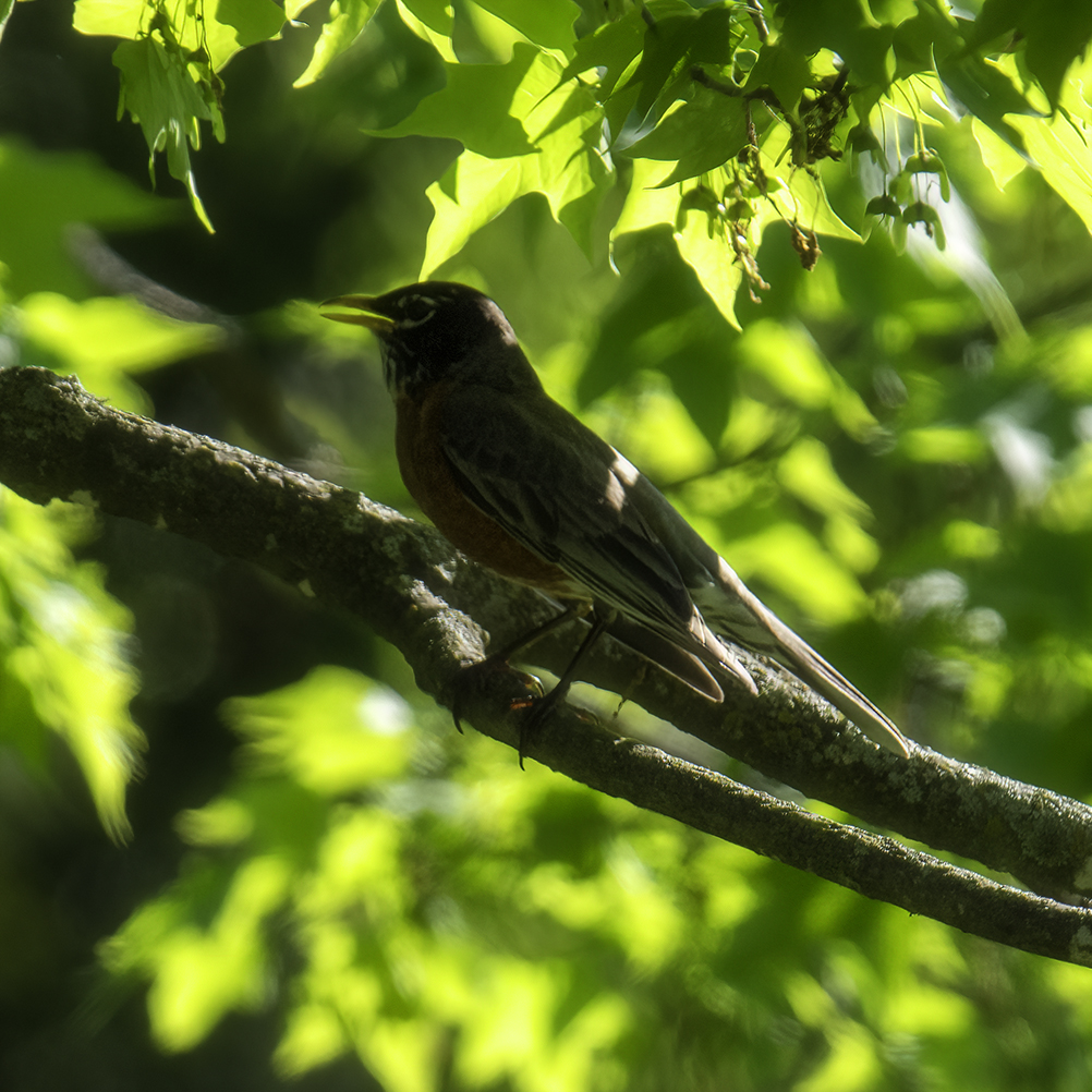 On a Limb A robin singing to the world
