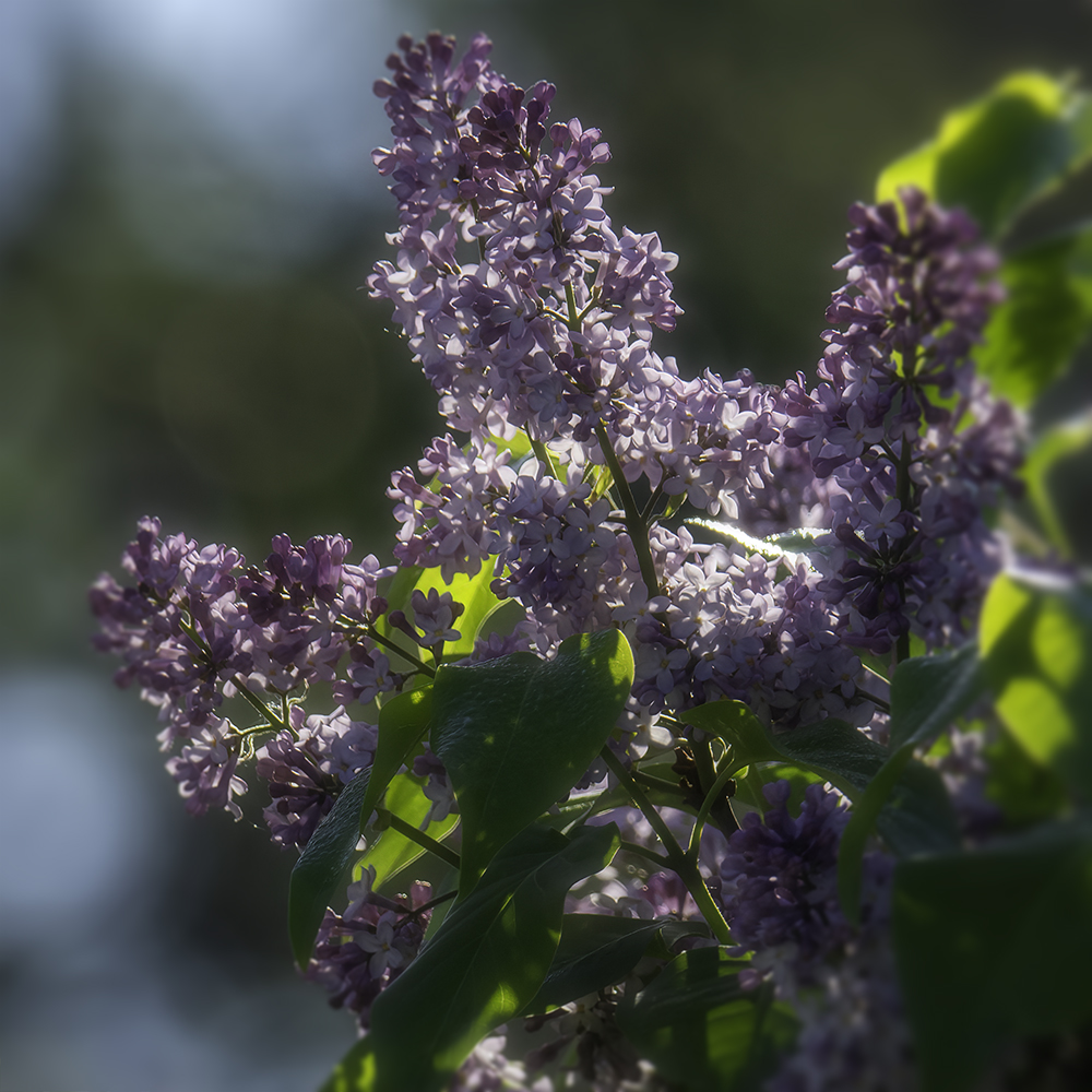 Lilacs Lilacs