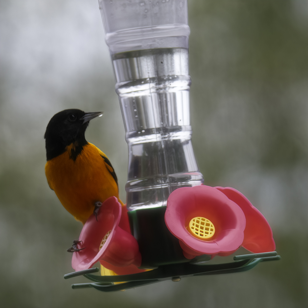 Snack in a Beak