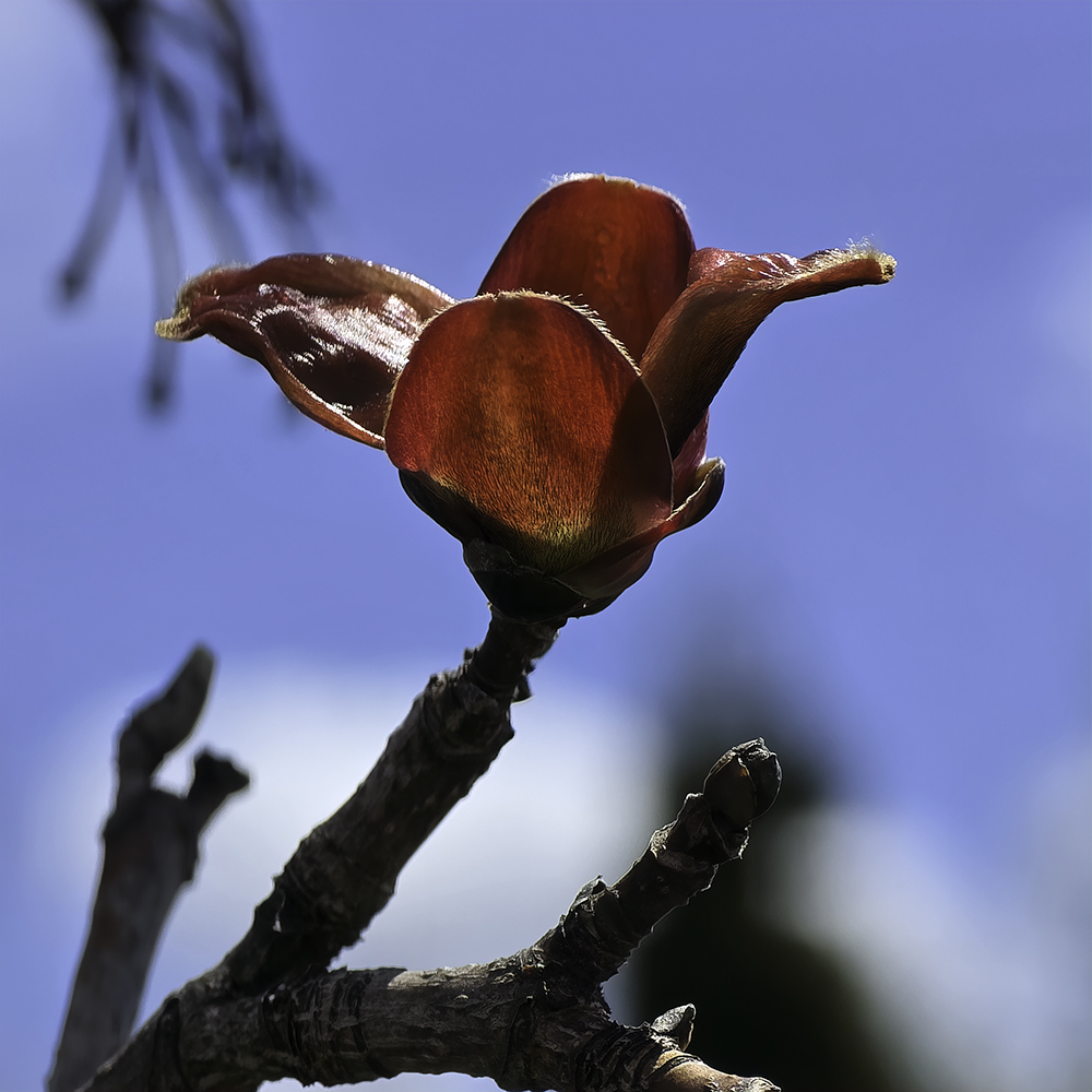 Maple Flowers