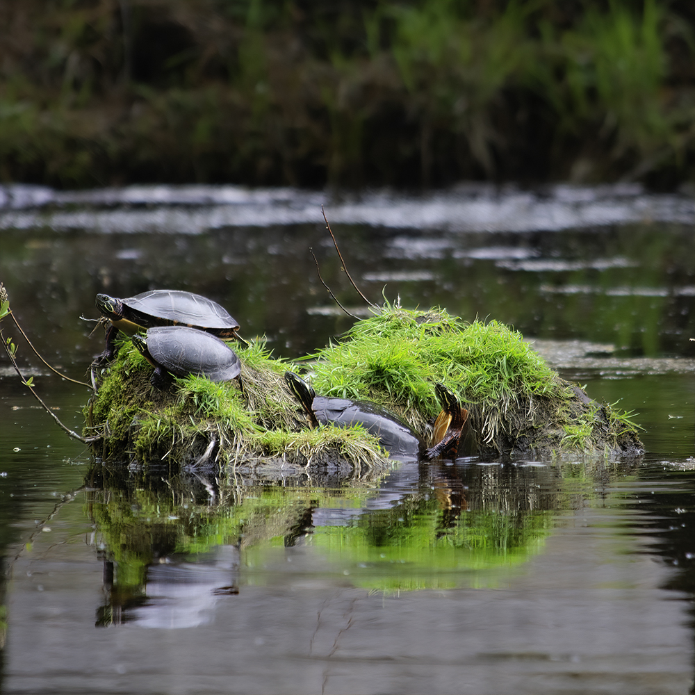 A group of painted turtles in the middle of a pond