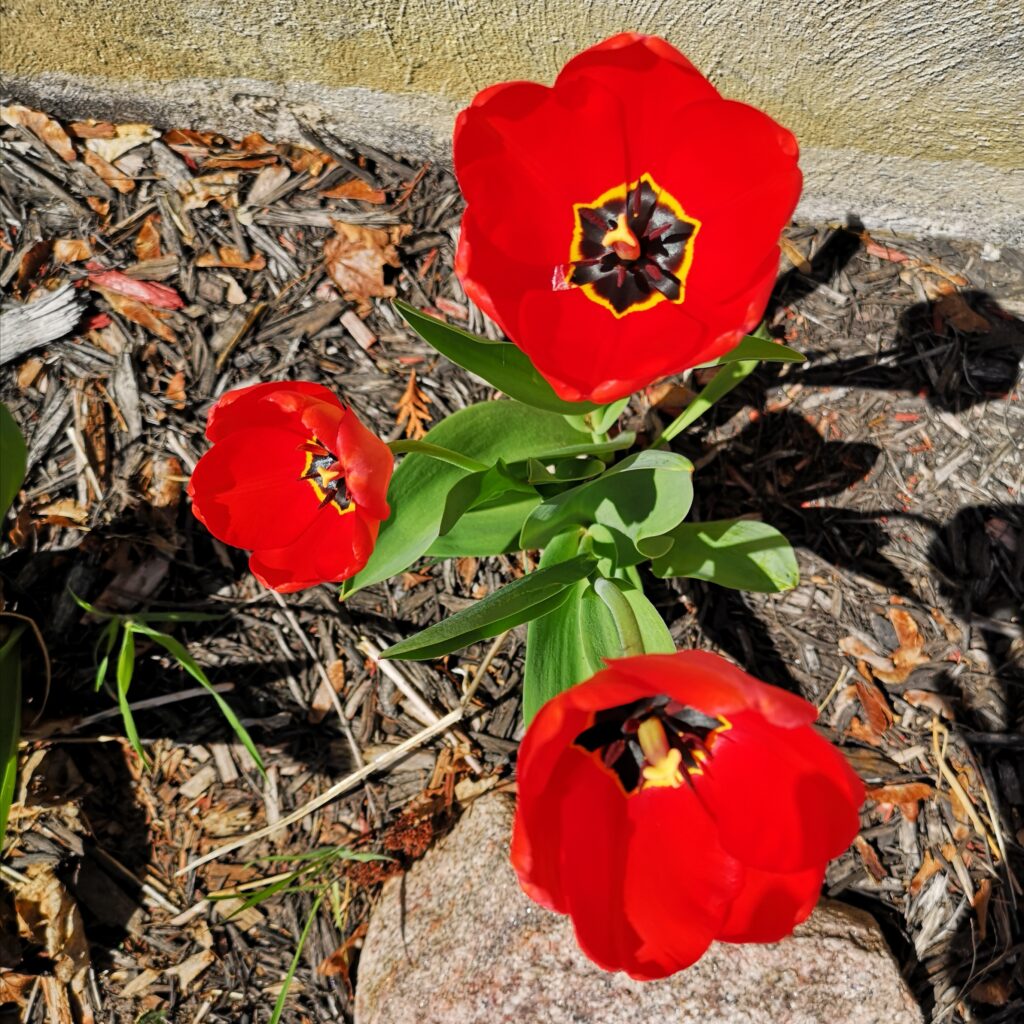 A view of the heart of red tulips from above. 