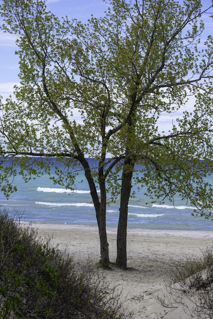 View of the beach from a dune at Sandbanks Provincial Park (Ontario)